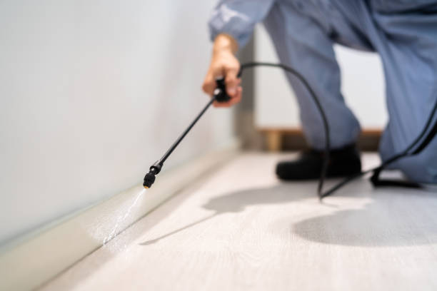 Licensed Ant Control service in Key Biscayne, FL - Nex Pest Control